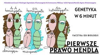 Pierwsze Prawo Mendla  Krzyżówka Mendla  Genetyka  Darmowe Korepetycje z Biologii [upl. by Lednew]