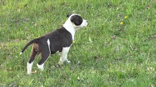 Amstaff American Staffordshire Terrier puppies [upl. by Assadah88]