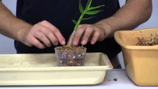 How to Stimulate New Root Growth on Orchids [upl. by Notrom]