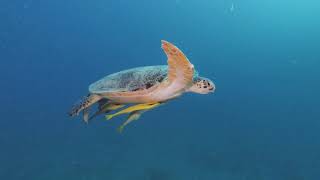 Extra Divers Temple Point  Watamu Kenya  underwater impressions [upl. by Hgielah]