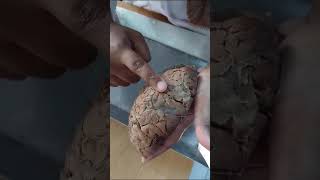 CEREBRUM BANGLA DEMO  PART 1  ANATOMY [upl. by Bruyn284]