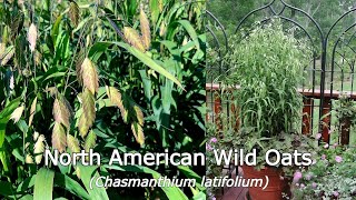 Chasmanthium latifolium North American Wild Oats  Easy to Grow NATIVE Long multiseason appeal👌 [upl. by Nimrak308]