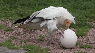 Vogelshow  Vogelpark Avifauna [upl. by Ahseekal]