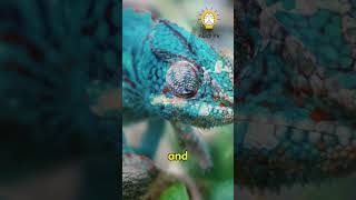 How Do Chameleons REALLY Change Color 🌈 🦎 shorts nature wildlife animallover [upl. by Yetnom]