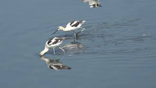 Avocets feeding 8 25 24 San Joaquin [upl. by Aner]