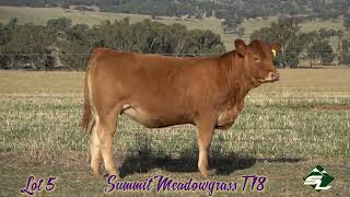 Summit Meadowgrass T18 HLGPT18  Lot 5 Royal Canberra Show Online Sale [upl. by Albina978]