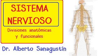 SISTEMA NERVIOSO explicado FÁCIL anatomía y fisiología [upl. by Lebam]