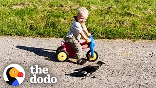 Crow Named Russell Waits For His Favorite Kid To Get Home From School  The Dodo [upl. by Carie282]