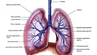 Appareil Respiratoire explication des organes clés [upl. by Farro]