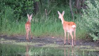 Ree – Capreolus capreolus  Annelies van Klinken [upl. by Enitsej]