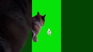 White parrot barks like a dog  Green Screen greenscreenvideo greenmemes funny memes [upl. by Yi]