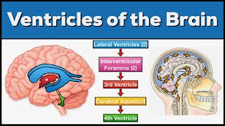 Ventricles of the Brain Anatomy and Cerebrospinal Fluid CSF Circulation [upl. by Etna446]