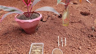 Cordyline Fruticosa hawaiian ti Plant Care and Guide [upl. by Dilahk]