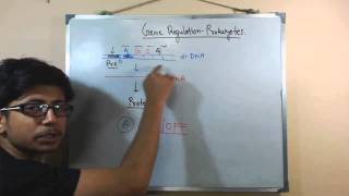 Gene regulation in prokaryotes [upl. by Yma]