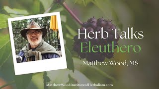 Herb Talks with Matthew Wood  EleutheroSiberian Ginseng [upl. by Louanne]