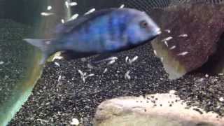 African cichlid fish releasing fry from mouth [upl. by Kusin770]