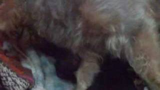 Silky Terrier Amazing Dog Birth Part 4 [upl. by Helfant300]