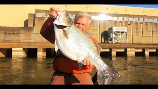 MONSTER HYBRID STRIPE    Did I Release a POTENTIAL STATE RECORD FISH [upl. by Ferdy]