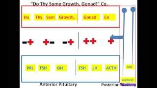 HypothalamicPituitary Mnemonic PtIIwmv [upl. by Iasi998]