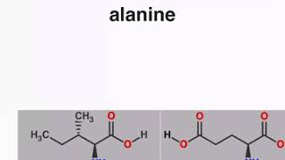 20 Common Amino Acids  StructuresQuiz [upl. by Akirea]