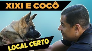 Aula matadora de xixi e cocô no local certo para cães [upl. by Sunev]