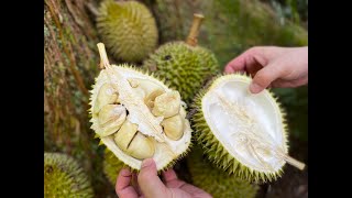 Foraging Durian in Singapore [upl. by Cowey]