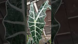 Information about Alocasiaelephant ear plantsgarden viralvideo virallongvideo [upl. by Nezah]