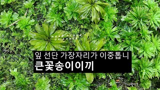 큰꽃송이이끼 Rhodobryum giganteum Schwagr Paris [upl. by Aicena736]