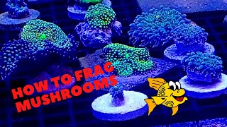 How to frag mushrooms [upl. by Anilorak]