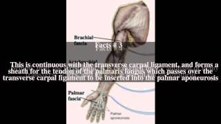 Antebrachial fascia Top  7 Facts [upl. by Rebane350]