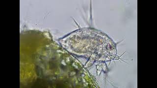 Nauplius larva of Cyclops [upl. by Nooj]