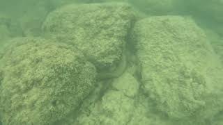 EEL MOVING FAST LIKE AND SUBSCRIBE waikiki [upl. by Ennaed]