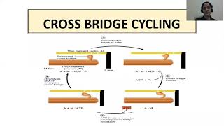 Skeletal Muscle Part 2 The Crossbridge Cycle [upl. by Anegal470]