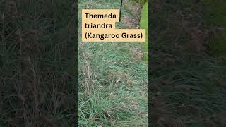 Themeda triandra Kangaroo Grass [upl. by Auqenahs]