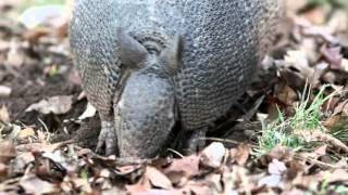 9 Banded Armadillo [upl. by Carney]