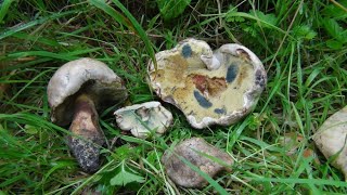 Boletus albidus Caloboletus radicans Identification [upl. by Haletta]