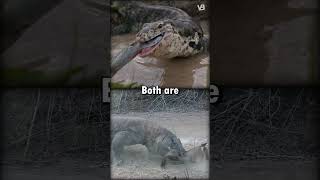 Monitor Lizard VS Komodo Dragon shorts [upl. by Willa]