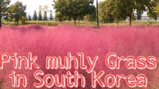 Pink Muhly Grass Bomun Tourist Complex [upl. by Aljan359]