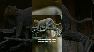 Jaguarundi  The Elusive Wildcat of the Americas [upl. by Lissy]