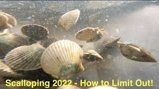 Scallop Season 2022  How to Limit Out This Year [upl. by Ilan]