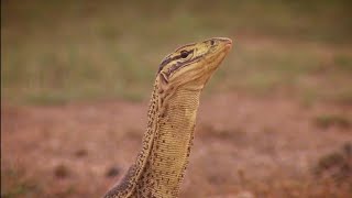 Sand Goanna INSANE Footage MONITOR Lizard  TTN REPTILES [upl. by Elahcar]