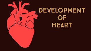 Development of Heart [upl. by Ysset]