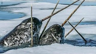 What is the purpose of the narwhal’s tusk An interesting fact you might not know [upl. by Attirehs591]