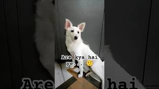 Dog Confusing sound 🤣😊  Subscribe to my Channel plz ☺️🙏🏻  dog new shorts dogsworld funny [upl. by Anabal]