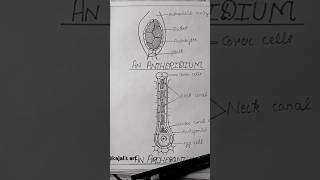 Antheridium and Archegonium of Ricciaeasydrawing viral reels shorts [upl. by Kalagher423]