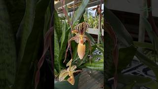 This is Paphiopedilum Crouching Tiger  a gorgeous large multifloral orchid greenhouse [upl. by Vin]