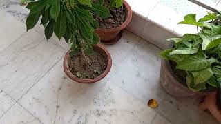 How to care of Dendropanax plant  home [upl. by Adian]