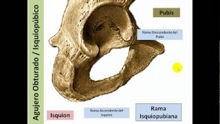 Osteologia Miembro Inferior I [upl. by Anaej151]