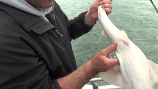 Albino Dogfish Release [upl. by Duggan]