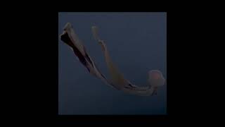 Rare DeepSea Encounter with a giant Phantom Jellyfish in Monterey Bay shorts [upl. by Ailad]